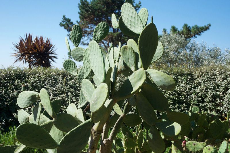 tipos cactus formas caracteristicas hola decoracion 07