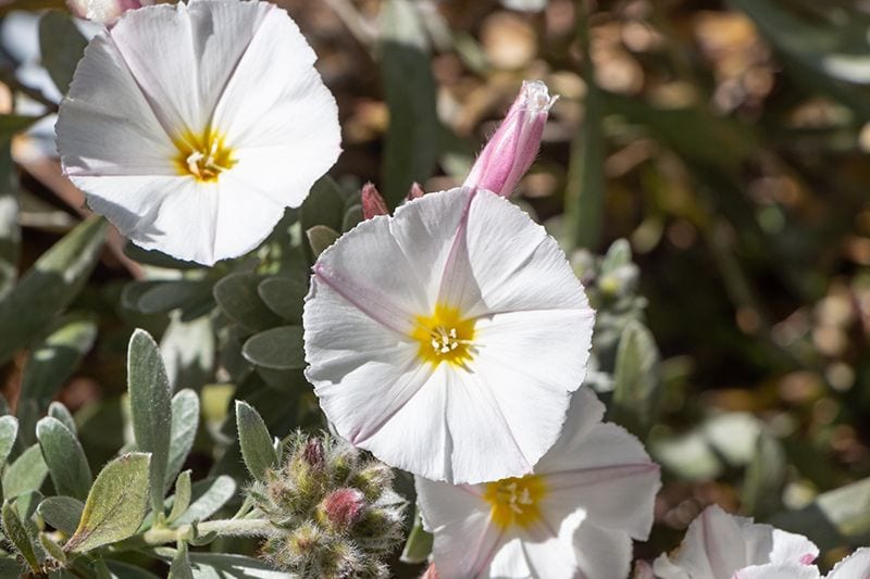 campanilla plateada o convolvulus cneorum 10a