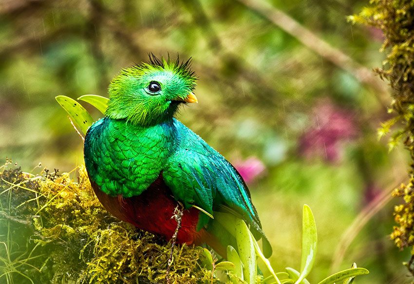 Quetzal en el Parque Nacional Los Quetzales de Costa Rica