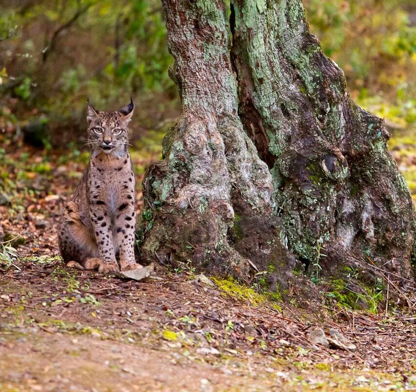 Lince ibérico en Sierra Morena