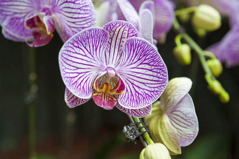 orquidea flor