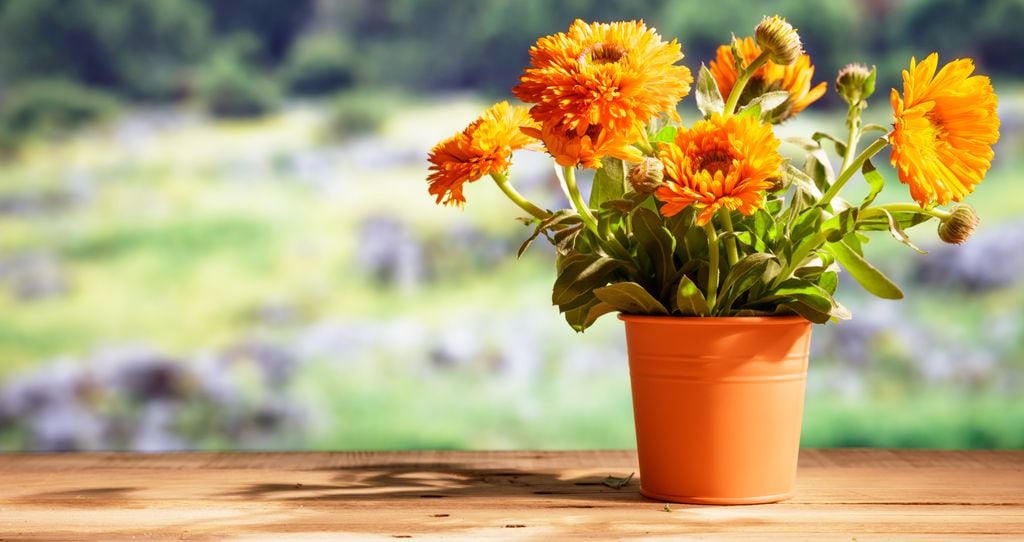 Calendula en maceta