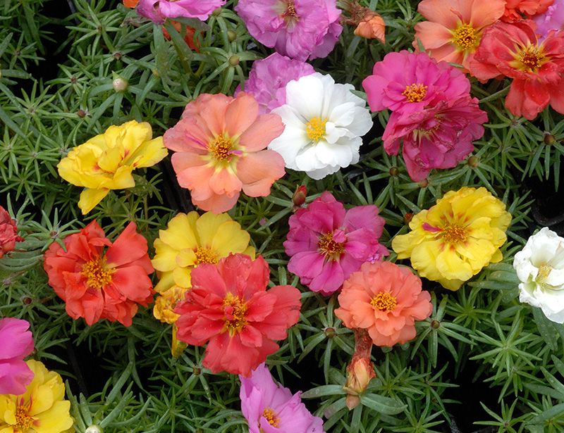 cuidados portulaca 07a