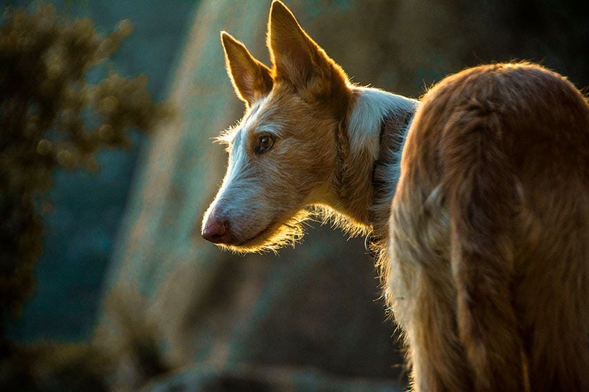 06 razas perro tipos podenco