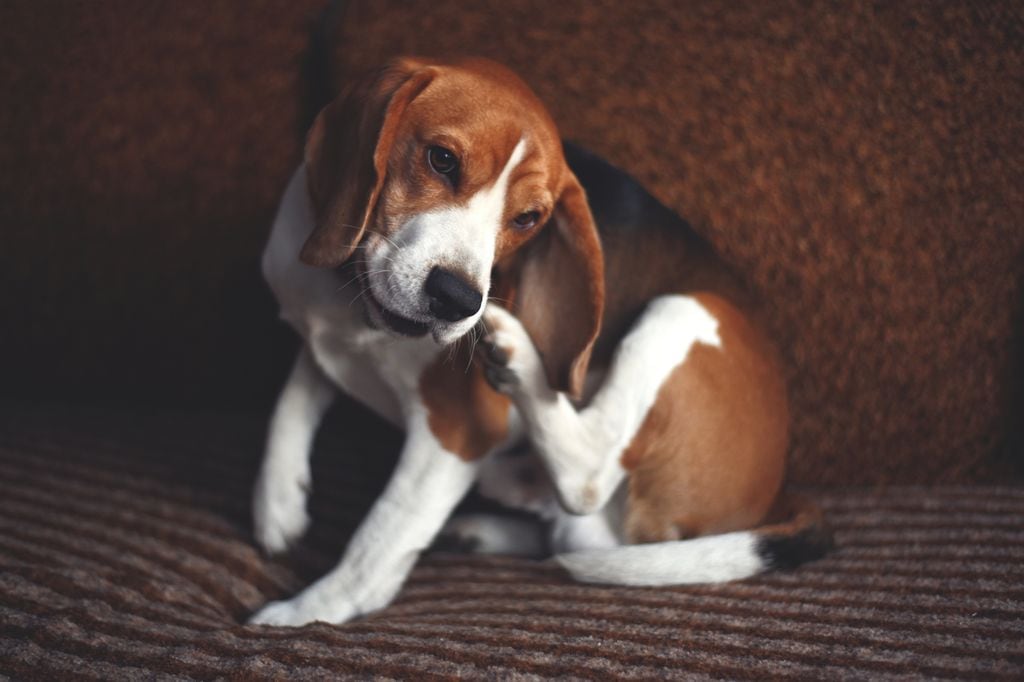 Un beagle rascándose en el sofá