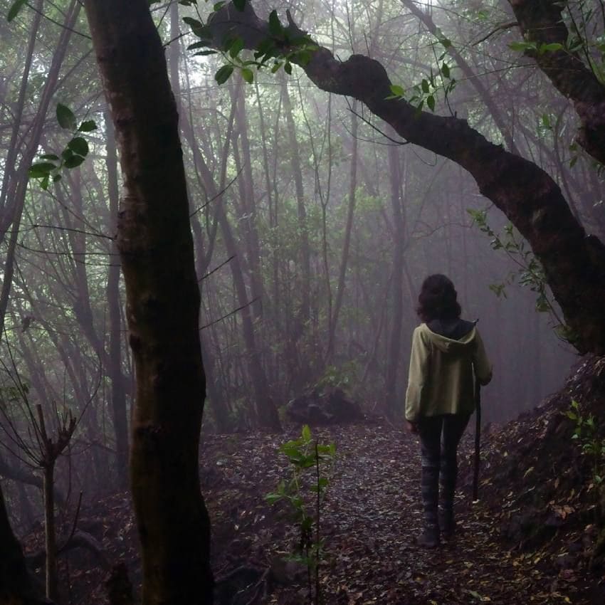 senderismo en la isla de la palma en el bosque de los tilos