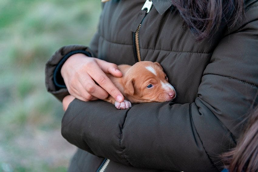 01 razas perro tipos podenco