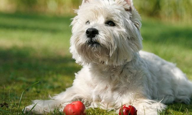 Perro manzanas