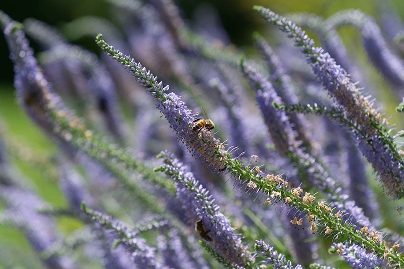 cultivar veronica 8