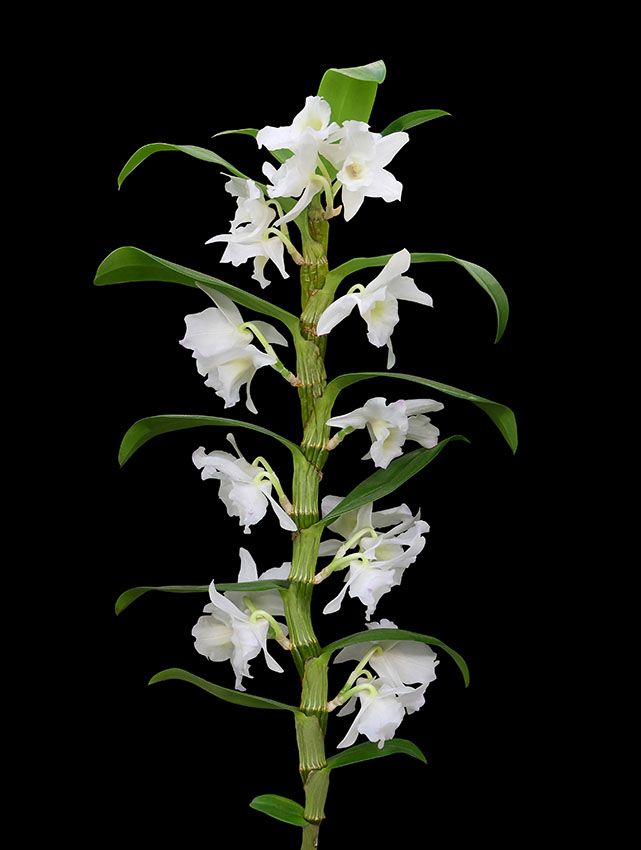 cuidados dendrobium 8