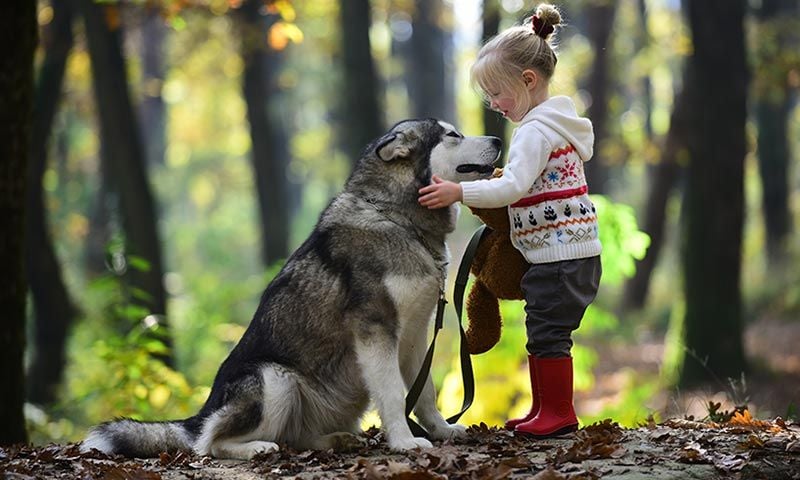 razas de perro lobo