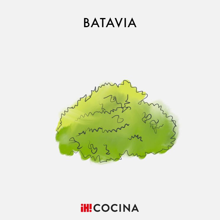 Lechuga batavia