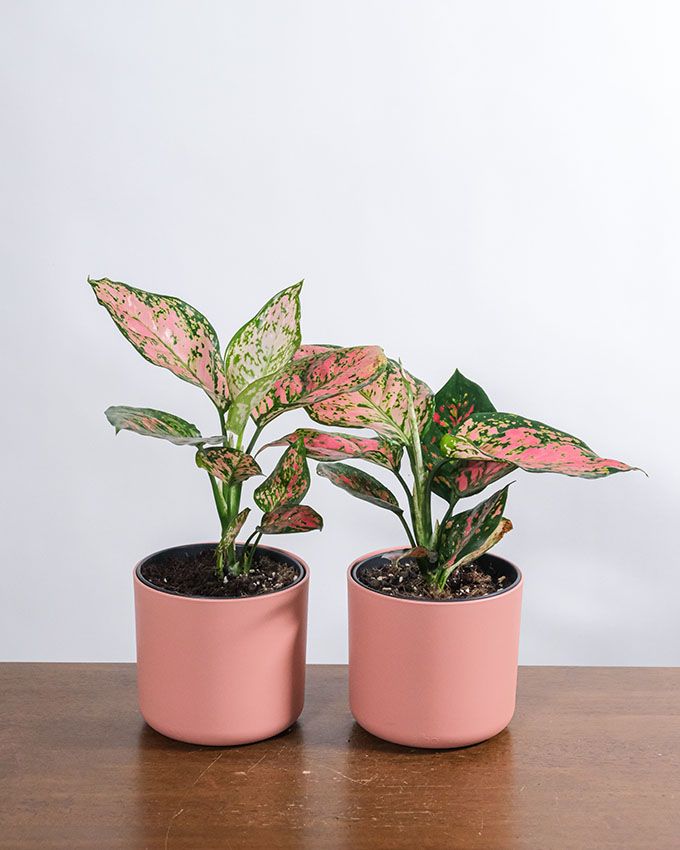 cultivar aglaonema 7