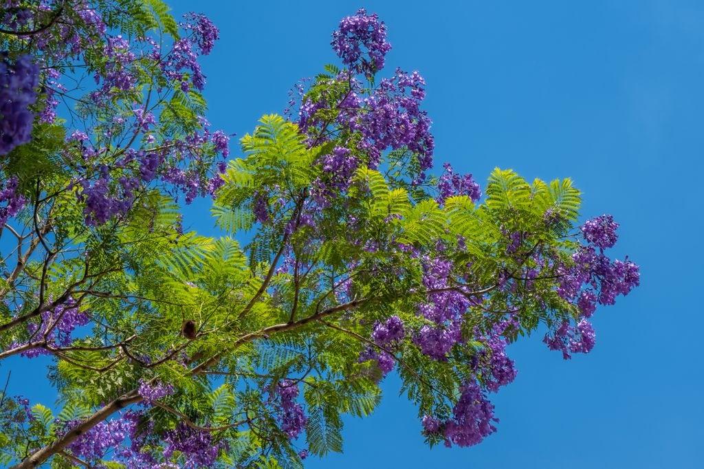 Jacaranda mimosifolia