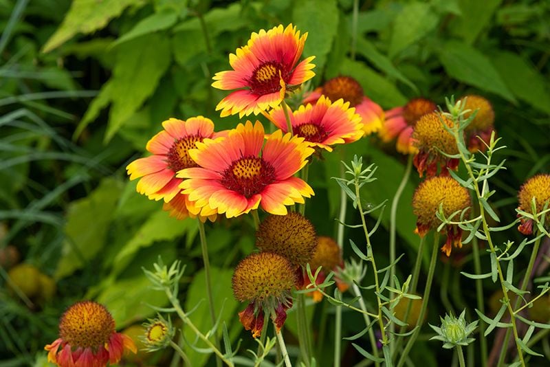 cuidados gaillardia 04a