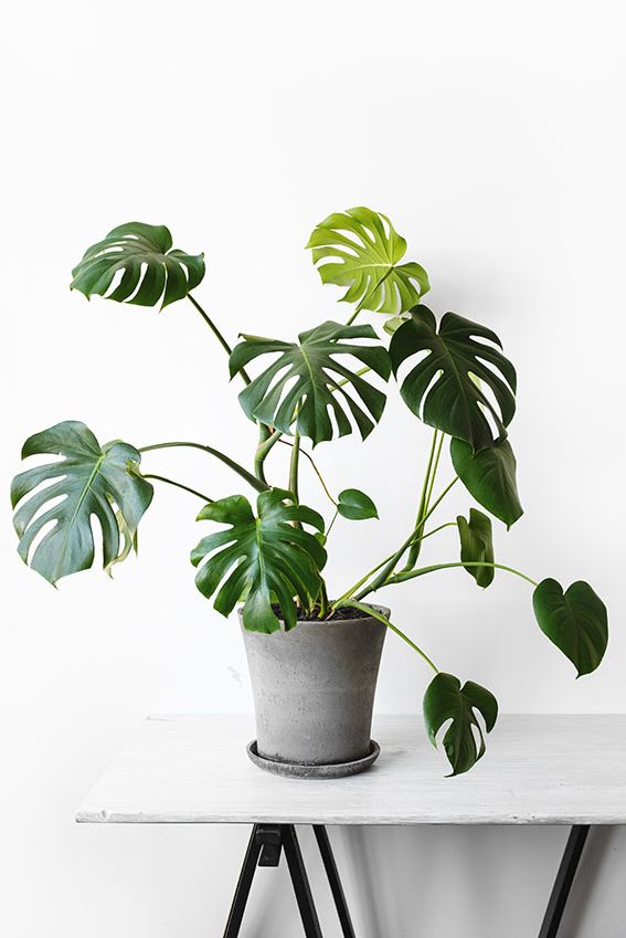 cuidados monstera 4