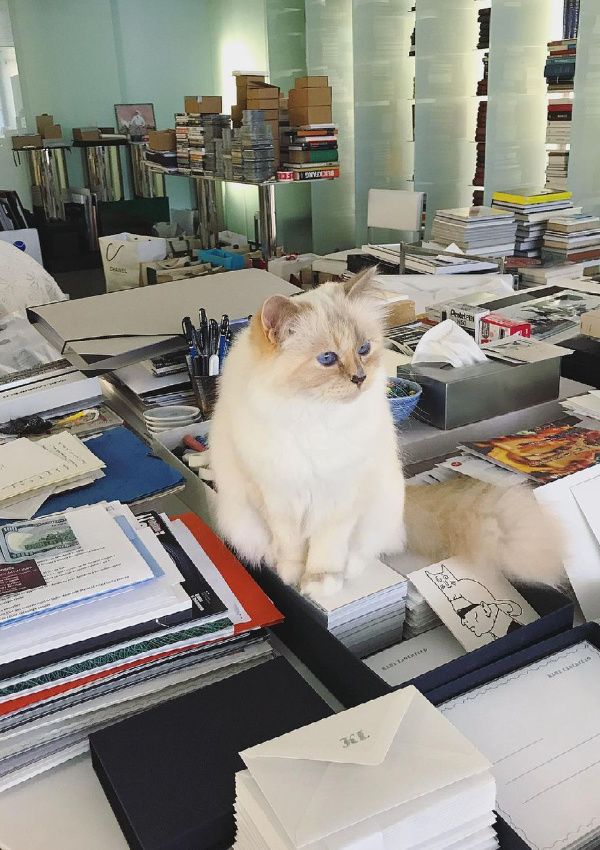 Choupette, la gata de Karl Lagerfeld