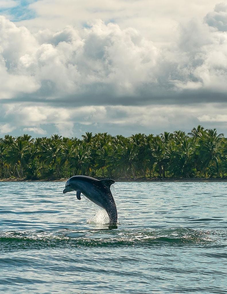 delfines republica dominicana