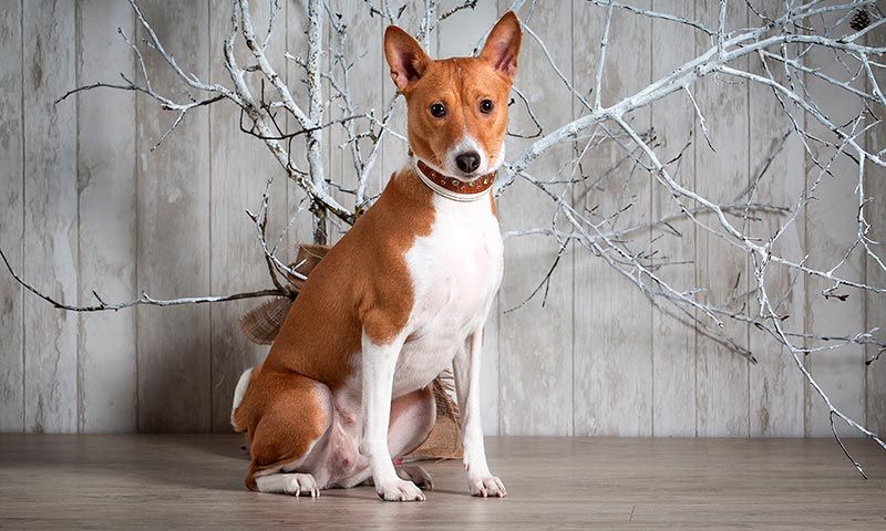 basenji