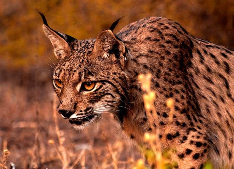 03 lince iberico