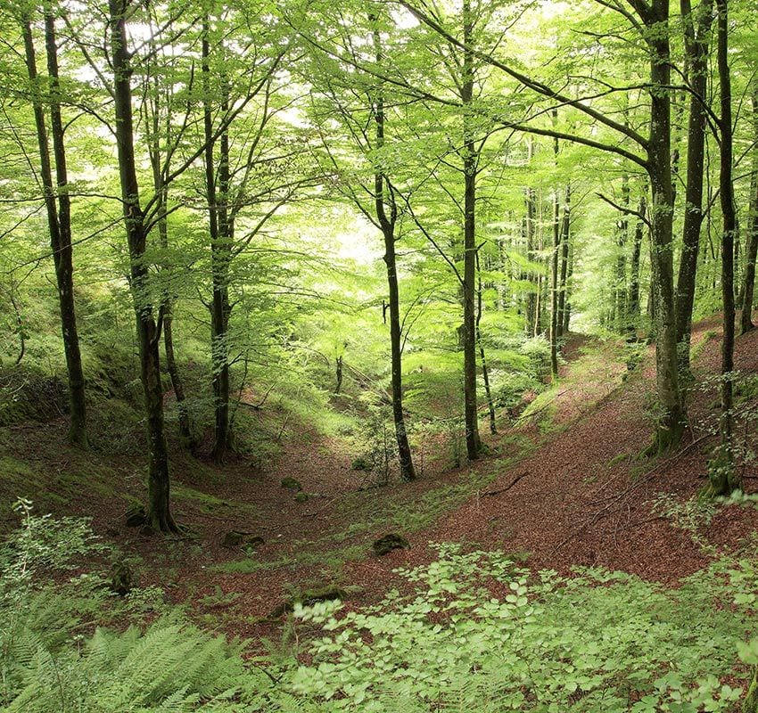 Bosque de la sierra de Aralar, Navarra