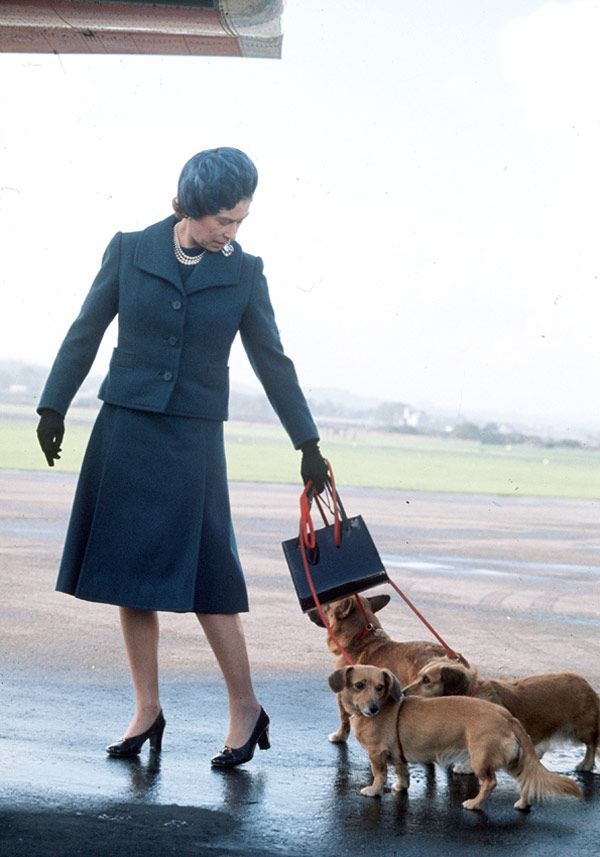 Los Corgi de Buckingham son bastante inquietos y movidos y se teme que provoquen un tropezón y la consiguiente caída de la Reina 