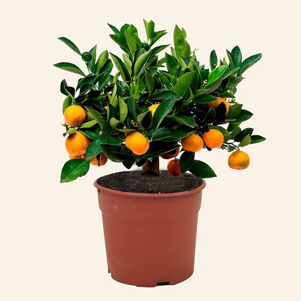 naranjo calamondin