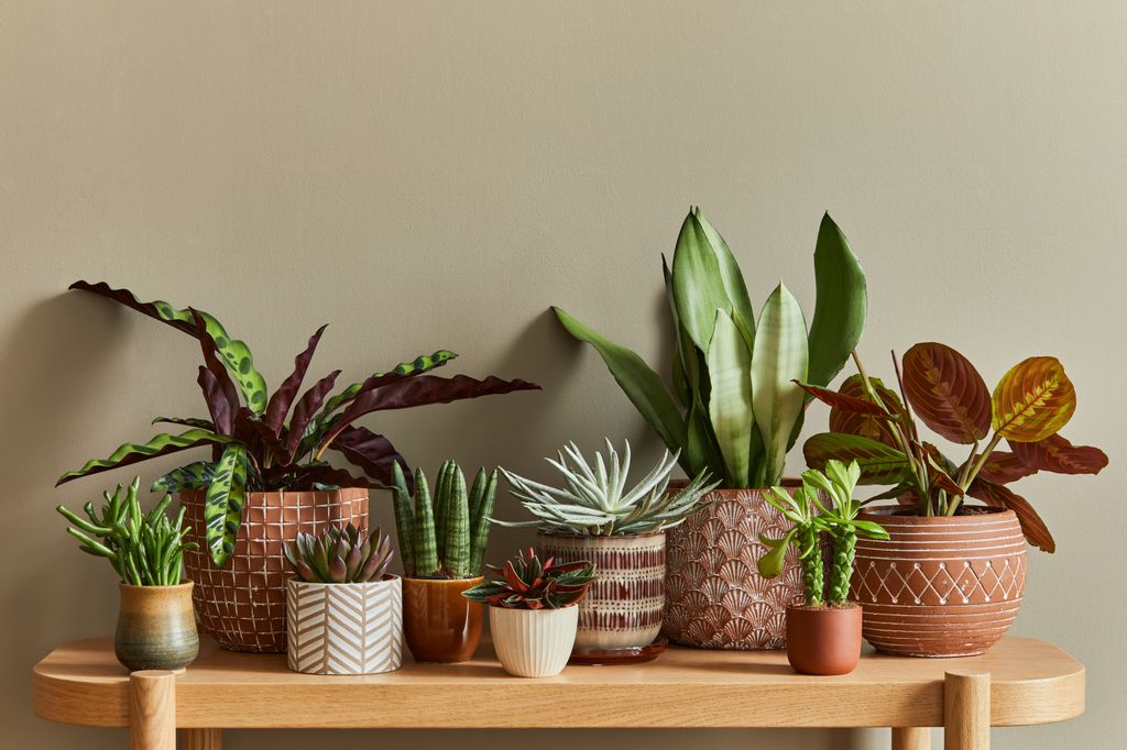 Plantas sobre un banco de madera