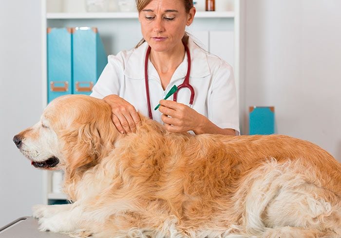 perro en el veterinario