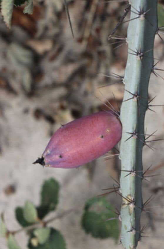 cactus cereus decorar plantas hola 07