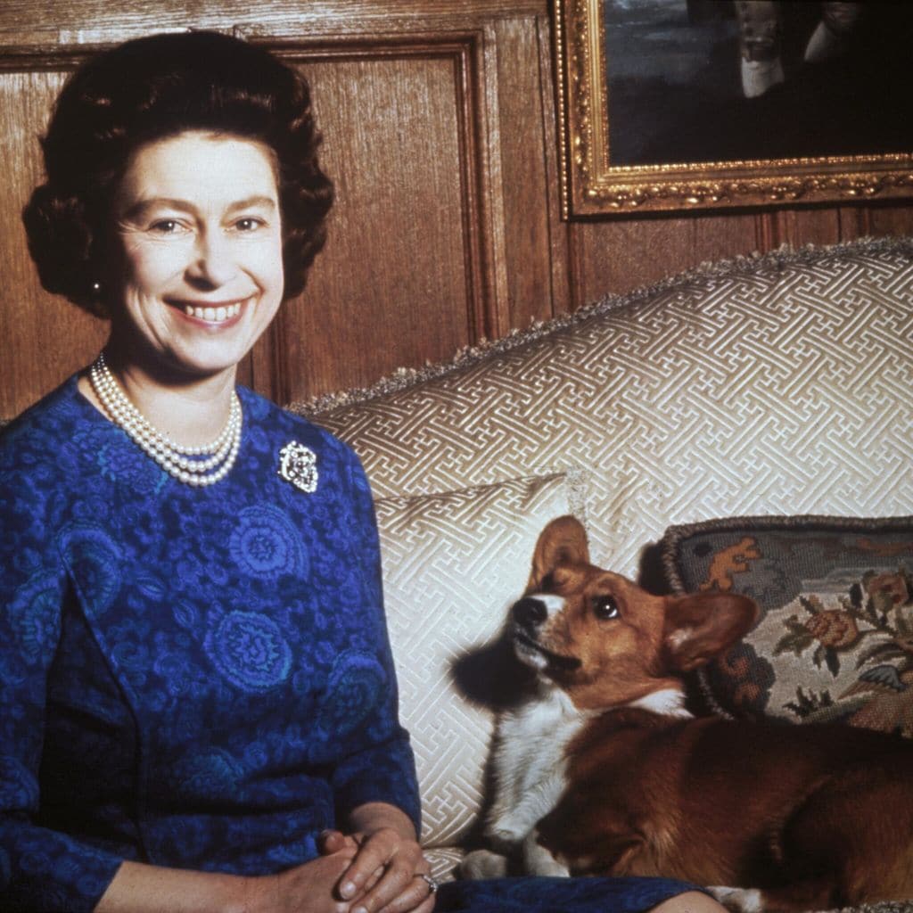 queen elizabeth s corgis have a new home find out who is taking the royal pups