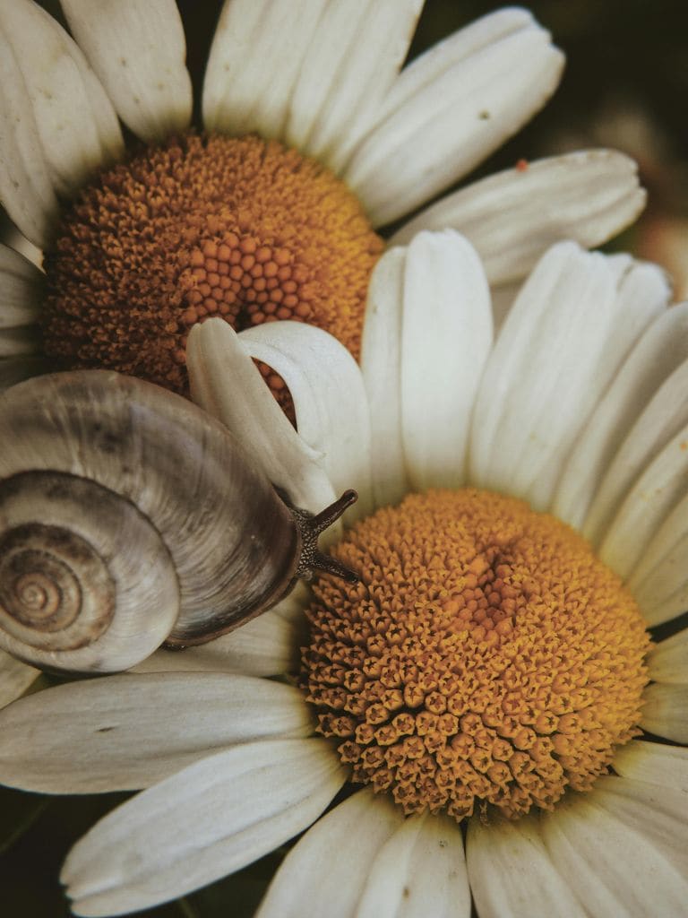 Caracol en una flor de la margarita de los prados