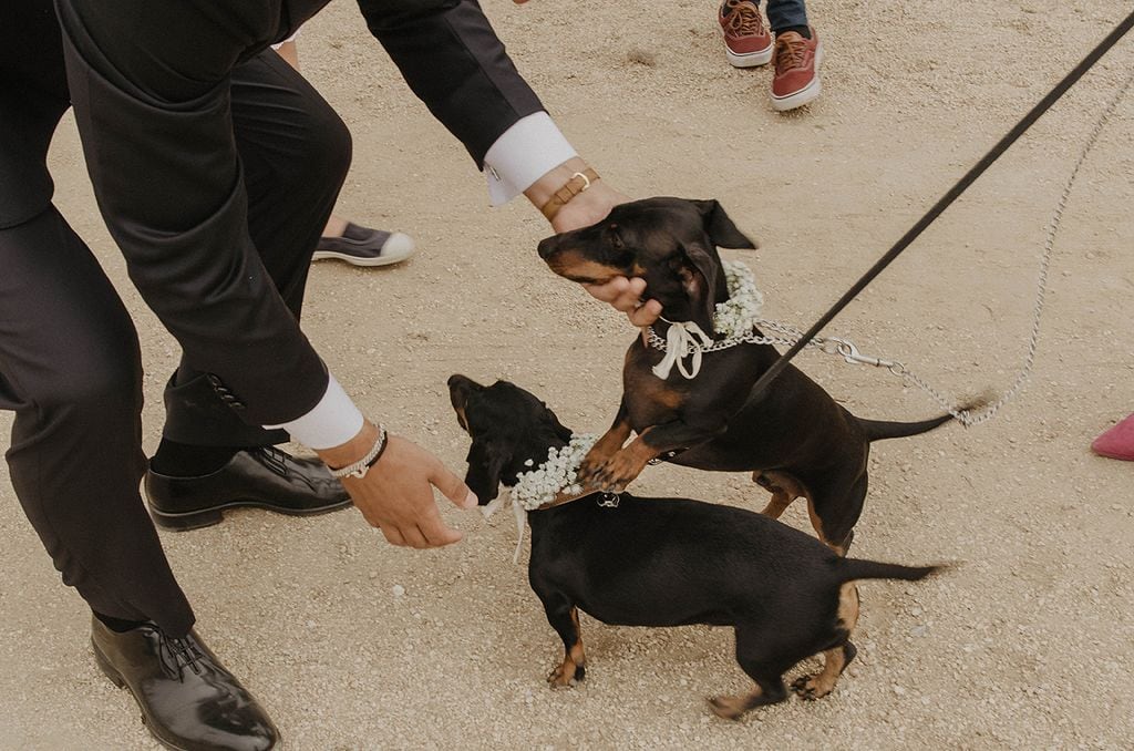 bodas con perros