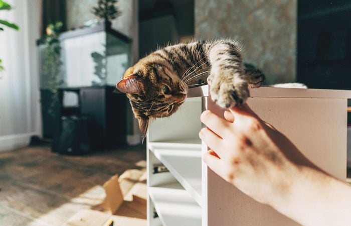 Gato jugando con una caja