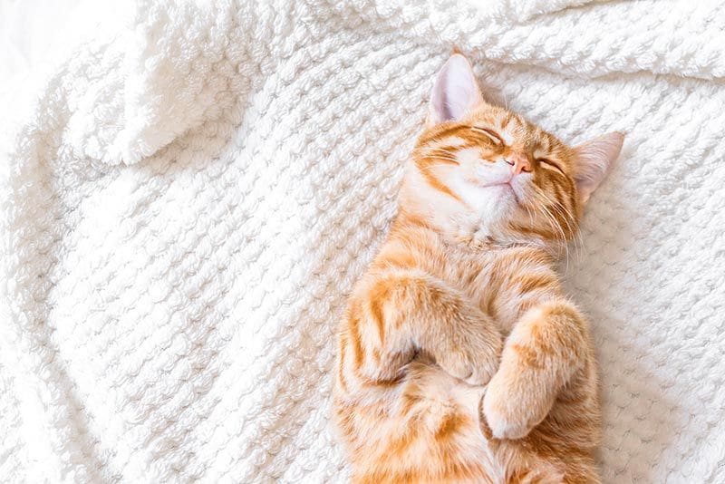 06 consejos dormir mejor gatos