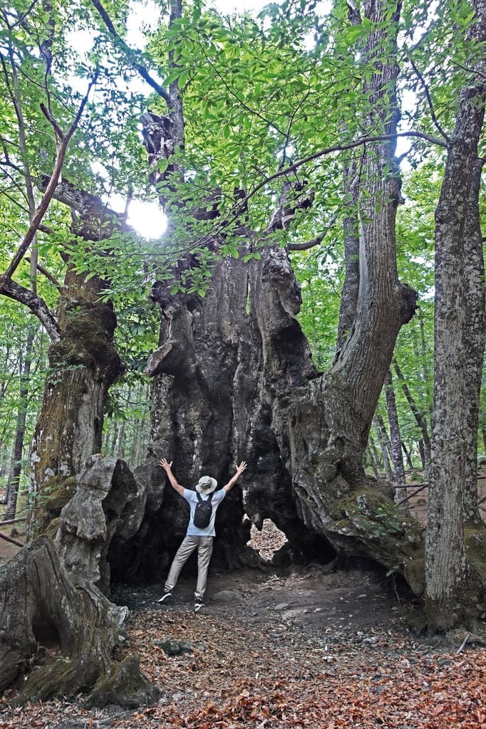  Castaño el abuelo, Castañar de el Tiemblo, Ávila