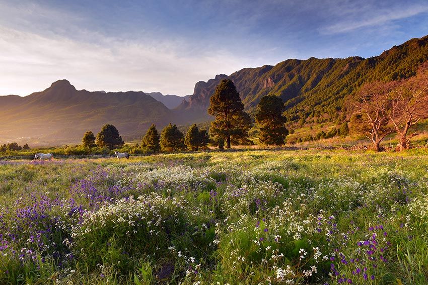 El Paso en flor en la isla de La Palma