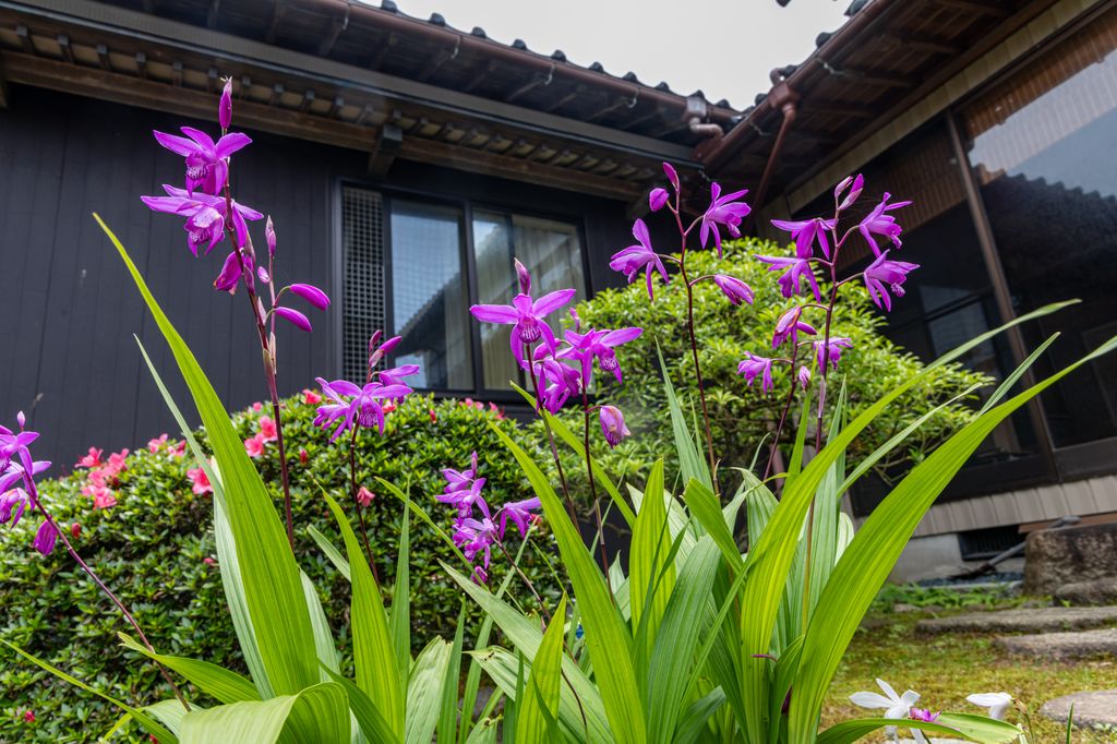  Bletilla Striata u orquídea terrestre