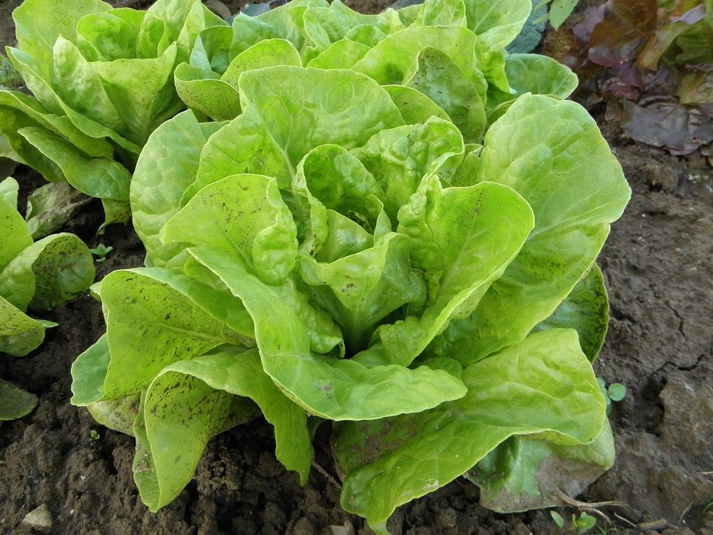 Lechuga