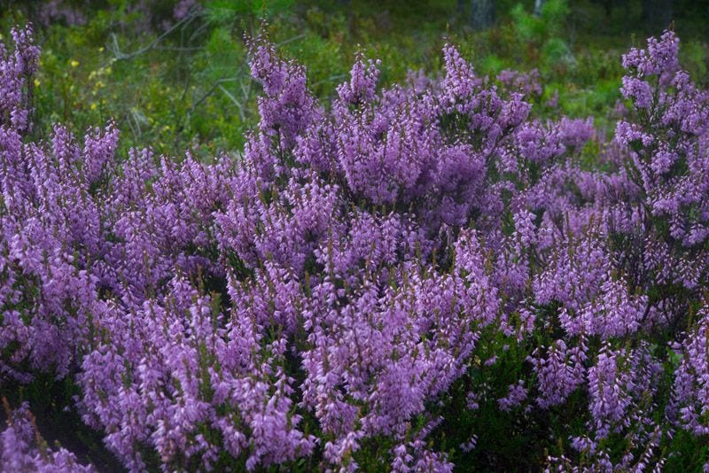 brezo calluna vulgaris cuidados hola decoracion 03