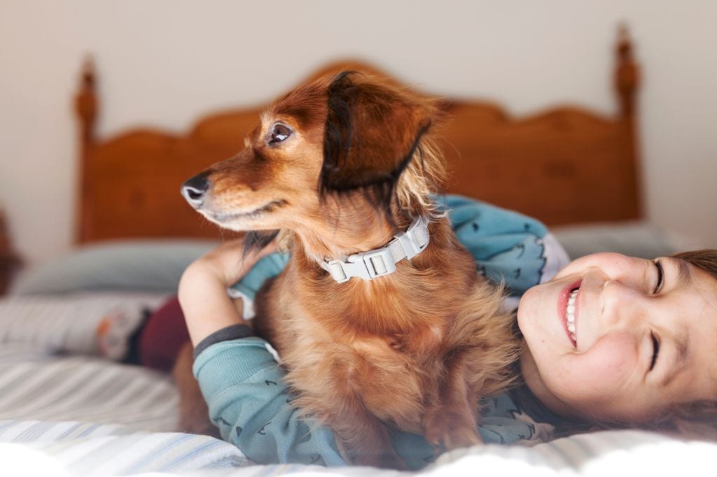 perro de raza teckel, salchicha o dachshund de pelo largo