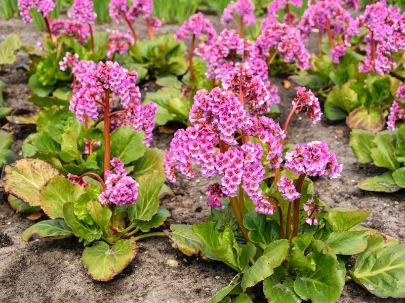 cultivo hortensia invierno bergenia hola decoracion 06