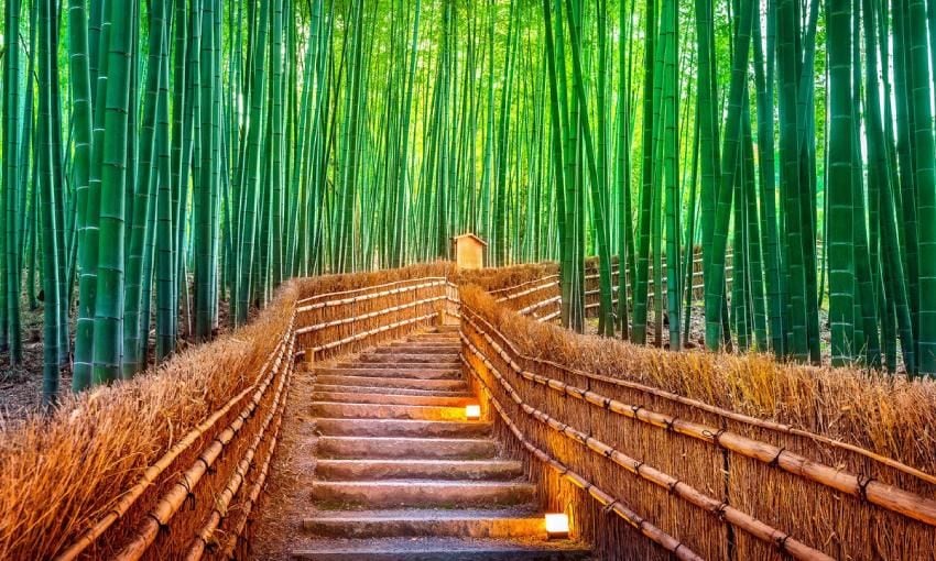 bosque de bambu de arashiyama kioto japon