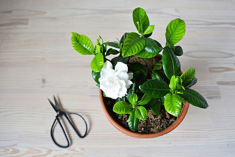 cultivar gardenia 8