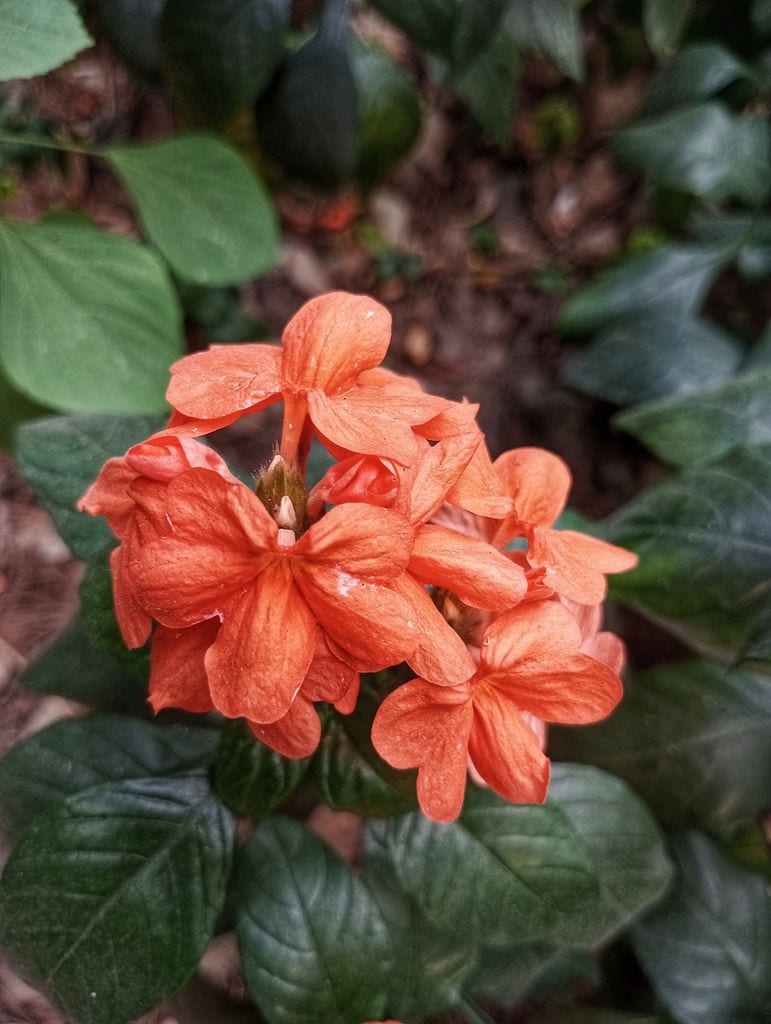 Crossandra