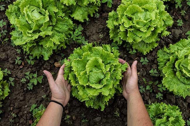 Claves que hacen de la agricultura ecológica una defensora del medio ambiente