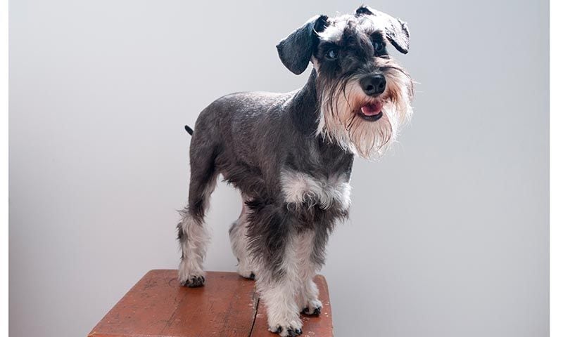 schnauzer