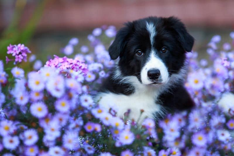 border collie 4a