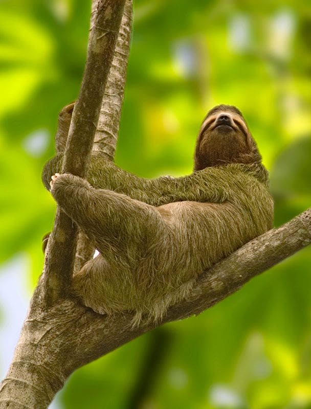 perezoso costa rica