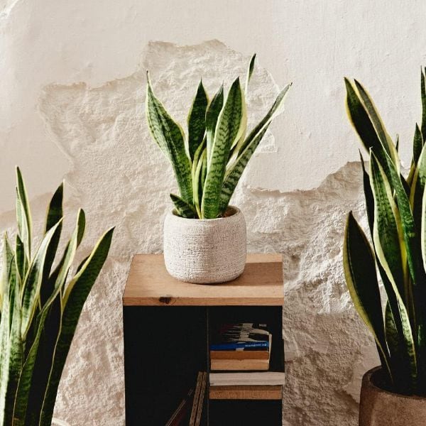 Sansevieria Trifasciata de Amazon